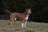 AMSTAFF ADULT 391